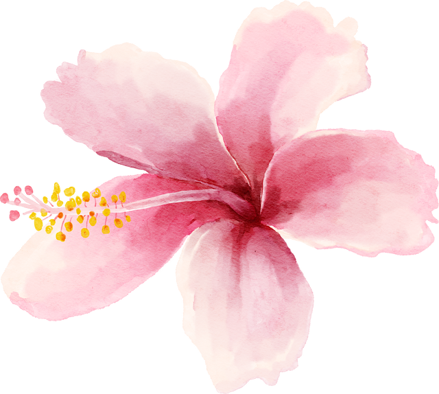 Pink Tropical Hibiscus Flower