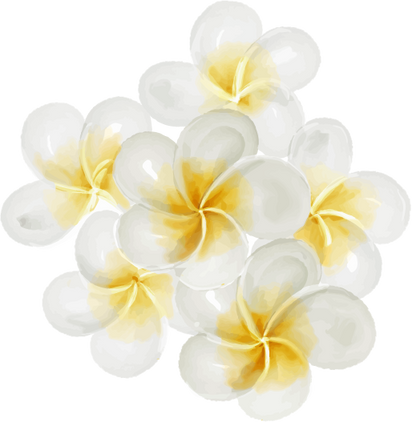 Frangipani Flower Watercolor Isolated